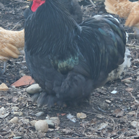 Galline cocincina nana