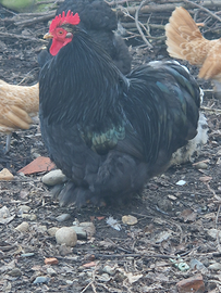 Galline cocincina nana