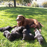 Labrador retriever