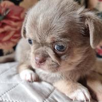 Chihuahua Cucciolo Disponibile