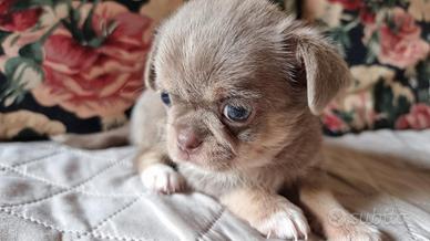 Chihuahua Cucciolo Disponibile