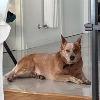 Australian Cattle dog per MONTA