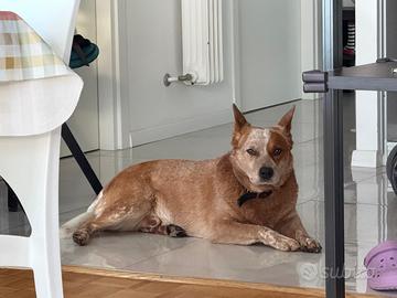 Australian Cattle dog per MONTA