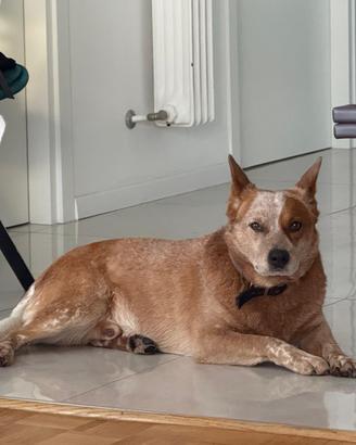 Australian Cattle dog per MONTA