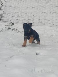 Cucciolo di pastore tedesco