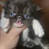 Gatto persiano femmina bicolore