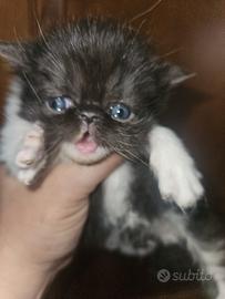 Gatto persiano femmina bicolore