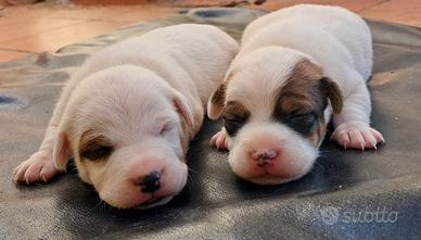 Jack russel pelo e zampa corta