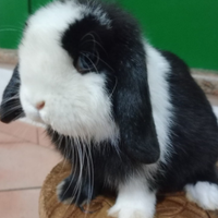 Minilop conigli nani arieti