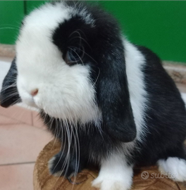 Minilop conigli ariete nano