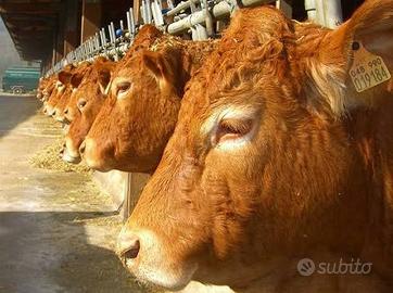 Vitelli Limousine pronti da macello