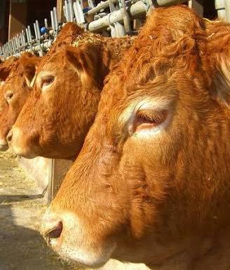 Vitelli Limousine pronti da macello