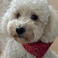 Barboncino nano per monta