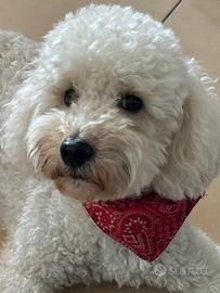 Barboncino nano per monta