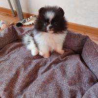 Spitz di Pomerania nano
