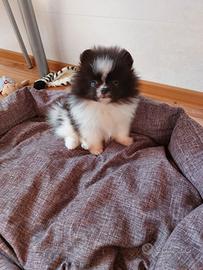 Spitz di Pomerania nano