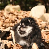 Cucciola femmina volpino di Pomerania Spitz nano