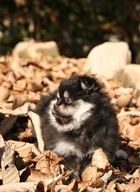 Cucciola femmina volpino di Pomerania Spitz nano