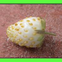 Fragoline di bosco bianche