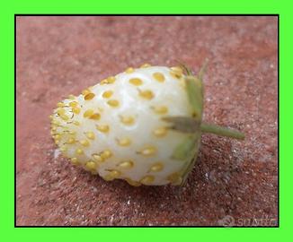 Fragoline di bosco bianche