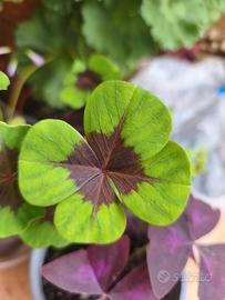 Oxalis Deppei bulbi piantine