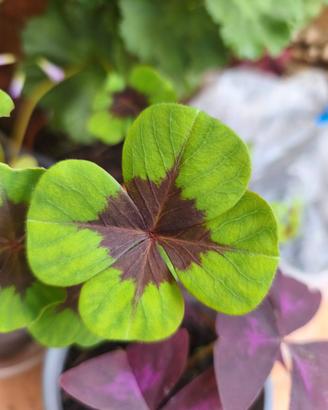 Oxalis Deppei bulbi piantine