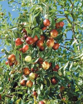 Piante giuggiole