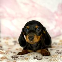 Cuccioli maschietti bassotto da allevamento