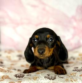 Cuccioli maschietti bassotto da allevamento