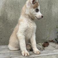 Cucciolo Husky