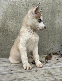 Cucciolo Husky