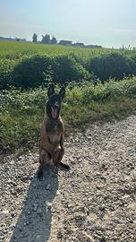 Pastore Belga Malinois