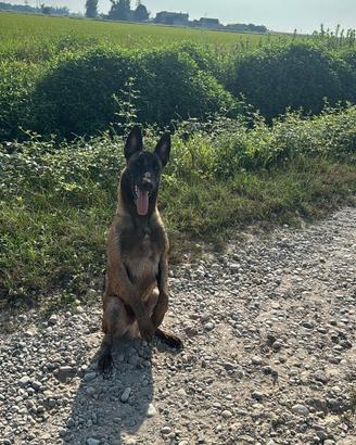 Pastore Belga Malinois