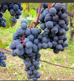 Uva da vino Casavecchia, Piedirosso ..e