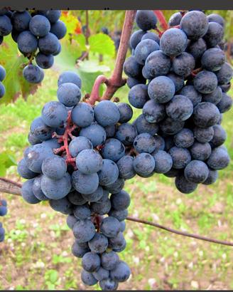 Uva da vino Casavecchia, Piedirosso ..e