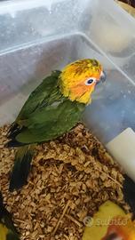 Pappagalli