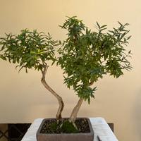 Bonsai Melograno