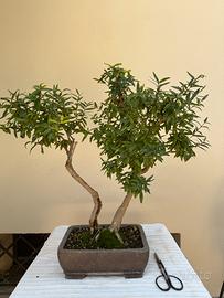 Bonsai Melograno