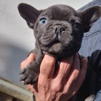 Cuccioli di bulldog francese