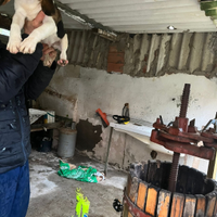 Cucciolo Beagle di 4 mesi