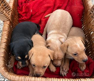 Cuccioli pinscher