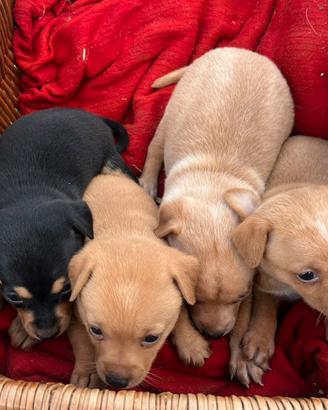 Cuccioli pinscher