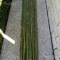 Canne di Bambù stagionate e non