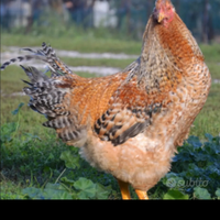 Capponi Faraone Conigli Quaglie Pollastre