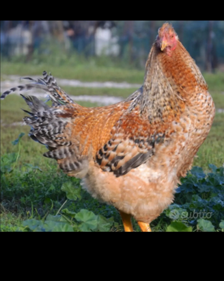 Capponi Faraone Conigli Quaglie Pollastre