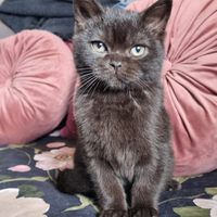 Cuccioli di scottish