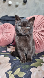 Cuccioli di scottish