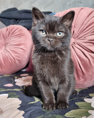 Cuccioli di scottish