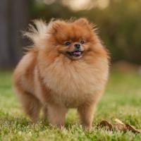 Disponibile Spitz di Pomerania nano per monta