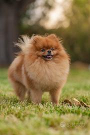 Disponibile Spitz di Pomerania nano per monta